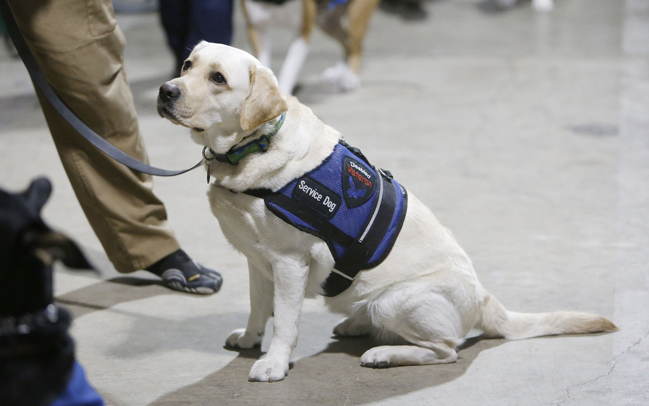 O Papel dos Cães de Serviço Está Se Expandindo Para Ajudar Mais Pessoas